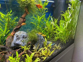 Akvarium - 2