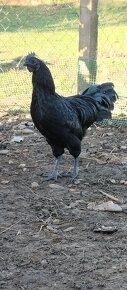 Predám ayam cemani - 2