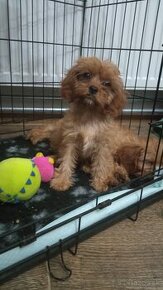 Cavapoo, cavapo (mama cavapoo, otec pudel) - 2