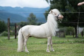 Minihorse pripúštanie - 2