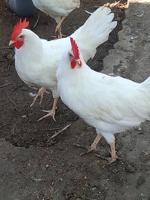 Leghorn - 2