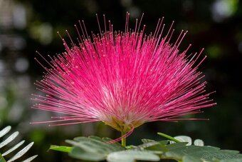 Albizia semena - 2