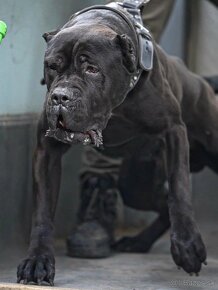 BANDOG pes na krytie - 2