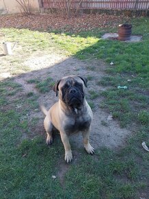 Napredaj bullmastiff - 2