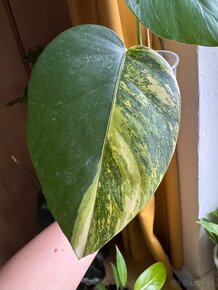 monstera aurea - 2