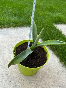 Agave (vyska 13cm) - 2