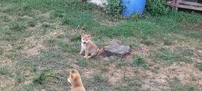 Predám šteniatka shiba inu,bez pp - 2