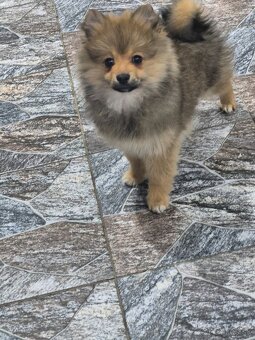 Pomeranian špic niẓ̌šieho vzrastu - 2