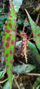 Begonia amphioxus - 2