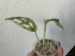 Monstera adansonii Indonesian Marble - 2