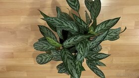 Zelená izbová rastlina - 2