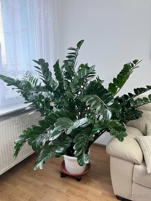 zamioculcas s črepníkom, izbová rastlina - 2