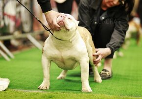 American bully pocket - 2