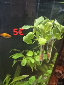 Anubias nana gold - 2