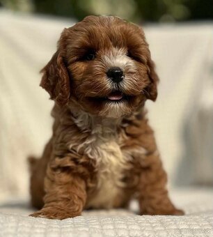 Cavapoo - 2