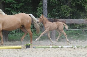 Nádherná palomino kobyla od nádherného Opoque - 2