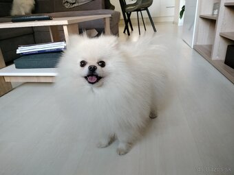 Pomeranian krytie - 2