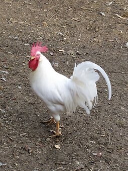 Leghorn - 2