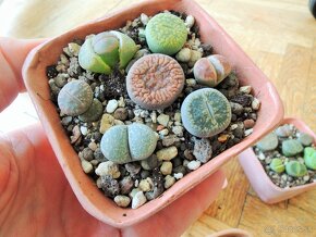 Zive kamene, lithops - 2