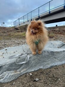 Pomeranian psik - 2