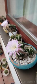 Kaktusy Echinopsis tubiflora - 2