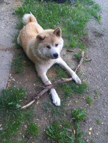 Akita inu -hachiko - 2