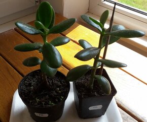 Crassula Ovata-tučnolist, Strom peňazí-2 ks za 4 Eur (č. 15) - 2