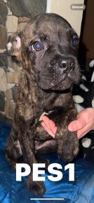 Cane corso - 2