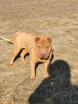 Shar-pei - 2