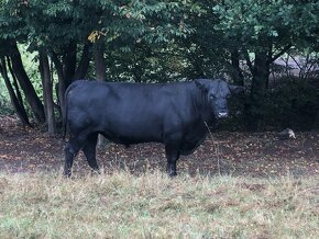 Plemenný Býk Aberdeen Angus - 2