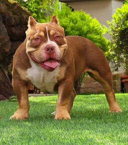 American Bully - 2