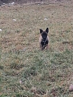 belgický ovčiak malinois - 2