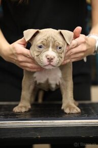 AMERICAN BULLY - 2