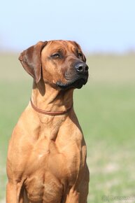 Rhodesian Ridgeback šteniatka s PP - 2