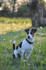 Jack Russel - KRYTIE - 2