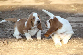 Basset Hound - šteniatka s PP zo zahraničného krytia - 2