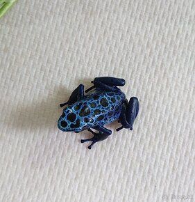 Dendrobates azureus - 2