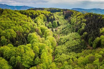 Predaj lesného pozemku 42ha - Rajecká Lesná - 2