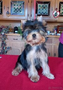 YORKSHIRE TERRIER  s PP - 2