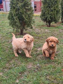 Goldendoodle - 2