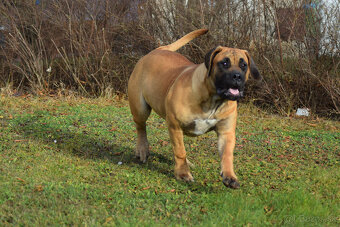 búrský buldok- boerboel-feny-garance zdravých kloubů - 2