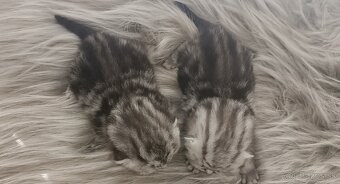 Britské Whiskas mačiatka - 2