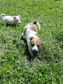 Jack Russell Teriér šteniatka - 2