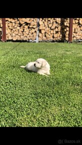 Zlaty retriever-Golden retriever - 2