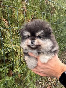 Špic Pomeranian čierno pálený - 2