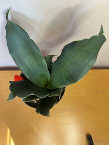 Sansevieria star rose - 2