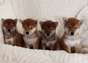 Shiba Inu - 2