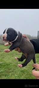 American Bully - 2