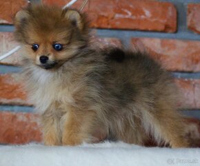 Pomeranian - 2