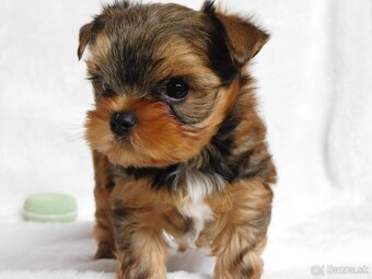 Yorkshire terrier spp - 2